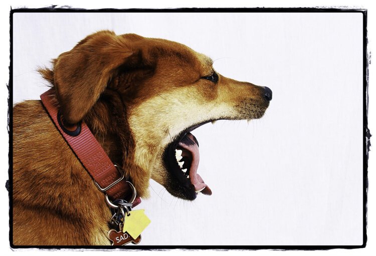 Karen Novak  - Sadie